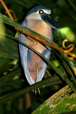 Spooky Boat-Billed Heron, Carrara National Park