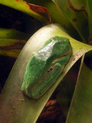 Amazing Frog, Arenal Forest