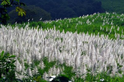 Sugar Cane Plantations, Central Highlands