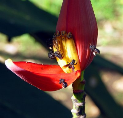 Busy Day In Banana Flower, Guelpos