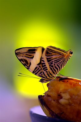 Butterfly Is Festing On Banana, Guapiles