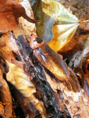 Everybody's Favorite Tropical Cockroach, Monteverde Forest