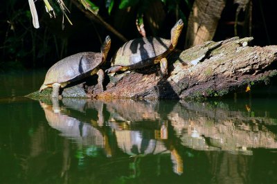 Sunbathing Black Turtles , Tortuguero Selva