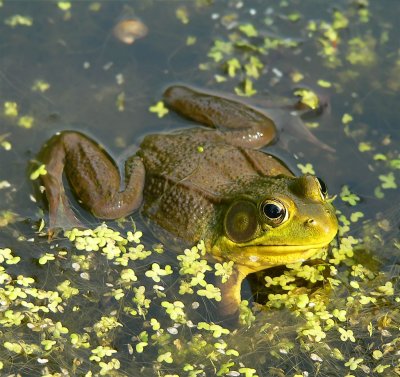 Menacing Frog Gets In To Attack Mode, Tarcol River