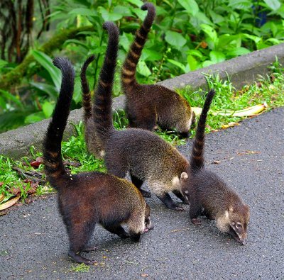 Family Of Coatimundis Guards Their Territory, Arenal National Park