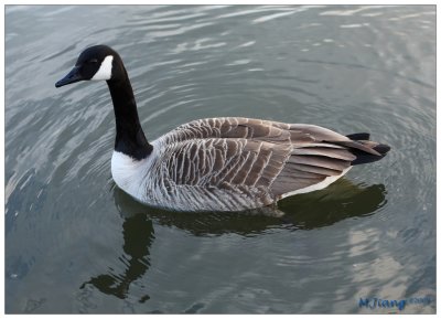 Canadian Goose