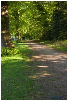 Path in the woods