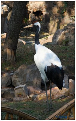 Crane