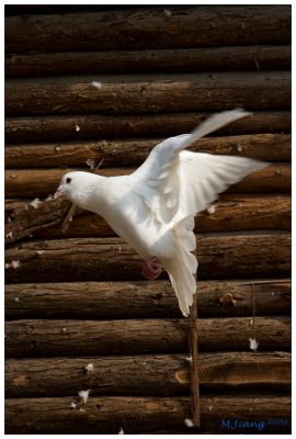 White Dove 1