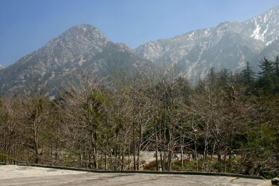 Trees in Mt. Baldy Village