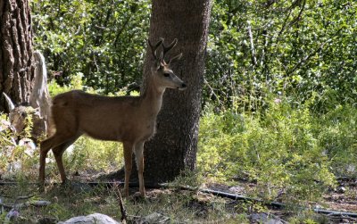 Deer in the Forest