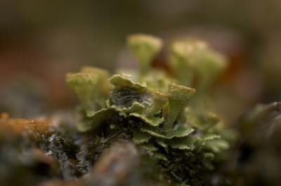 FA100macro-IMGP0321-01f4.jpg
