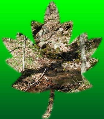 mountain-spring.jpg