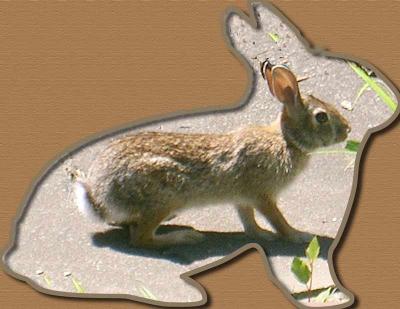 bunny-stroked.jpg