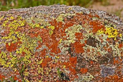 lichen.jpg