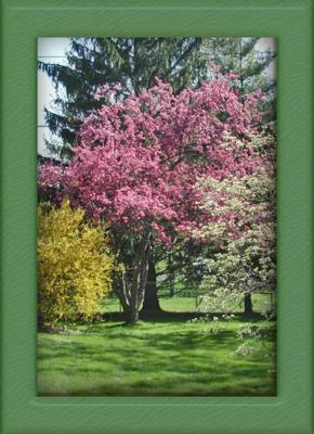 Crab-Apple-Framed.jpg