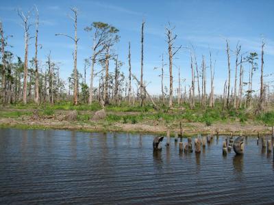 Death of a Cypress Swamp