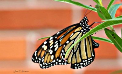 Monarch - underwing