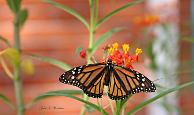 Female Monarch on Butterfly Weed (Asclepias curassavica)