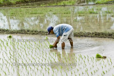 Planting rice