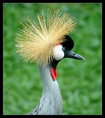 African crowned Crane