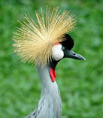 Africal Crowned Crane, Singapore Zoo