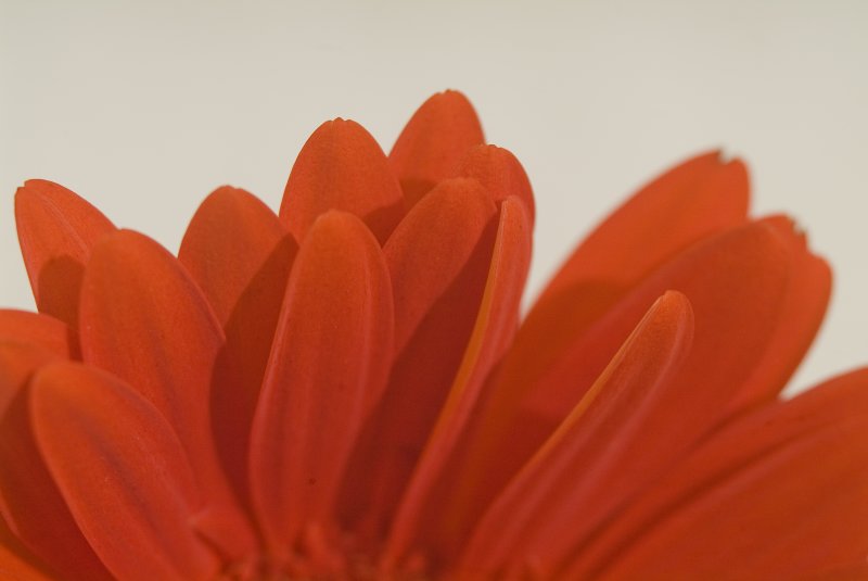 Red Daisy