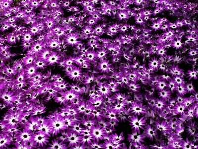 white-purple-high-contrast-.jpg