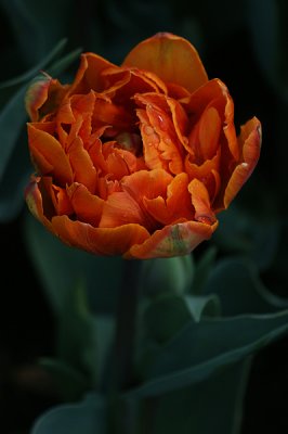 orange-blossom-special.jpg