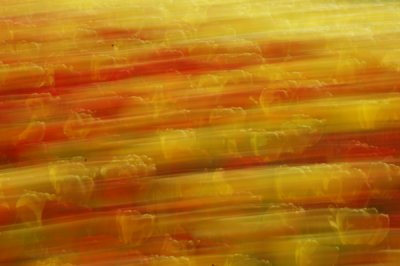 tulip-blur.jpg