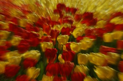 tulip-burst.jpg