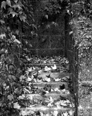 Leaves on steps-j.jpg