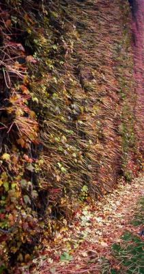 autumn-wall-j.jpg