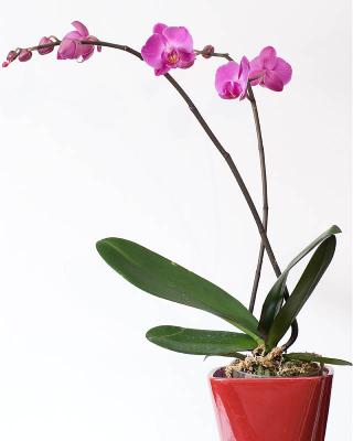 orchid web.jpg