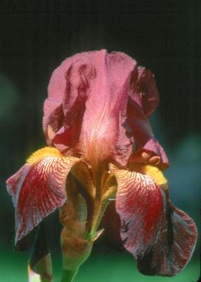Iris 2005