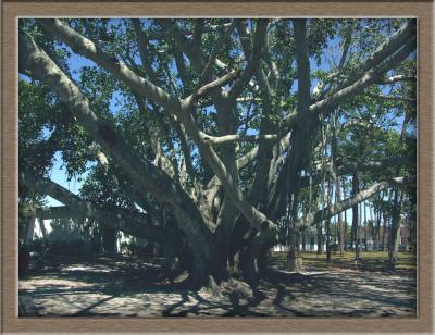 The Banyan Tree - - 2 April 2006