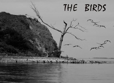 Sept.-2006 The Birds