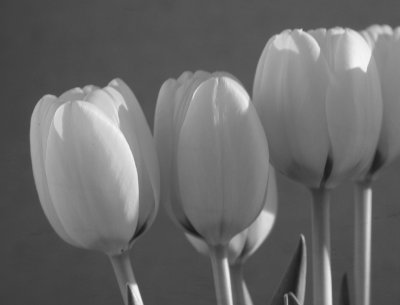 Tulips-B/W