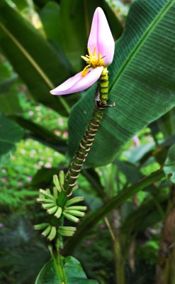 purple banana