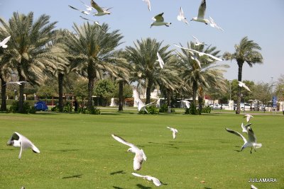 Birds in Safa Park