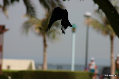 A Bird in the park