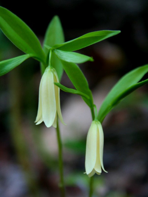 Solomons Seal Yellow Flowers in Spring tb0509hfr.jpg