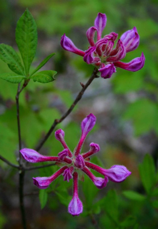 Twin Pink Azaleas Budding Out tb0509knr.jpg