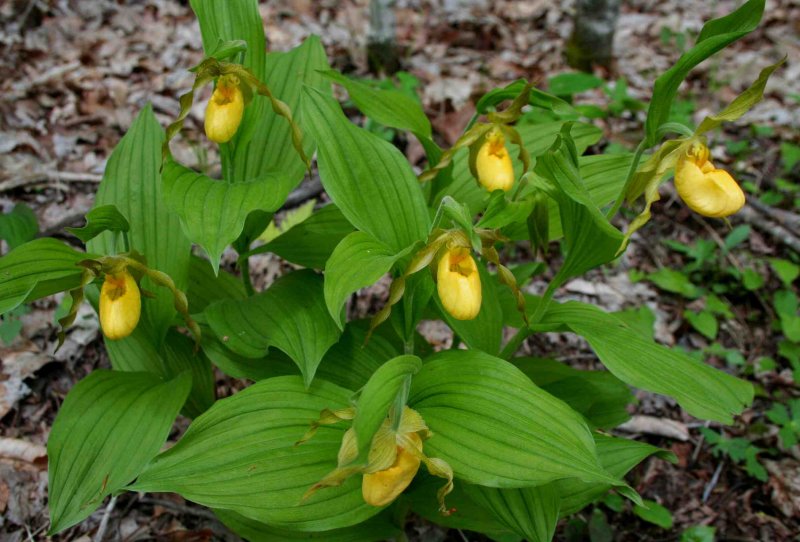 Patch of Yellow Ladies in Woods tb0509sar.jpg