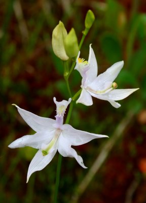 Pale Calopogon Orchid After Rain v tb0608