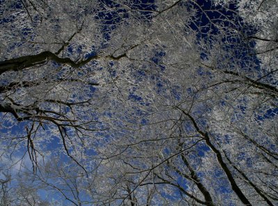 Frosted Maple and Beech Tops on Blue Sky tb1201dr.jpg