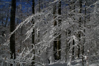 Bright Snowy Mixed Woodland Scene tb1207br.jpg