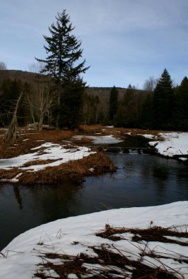 Backwaters Hills Creek Late Winter Scene v tb0209bvr.jpg