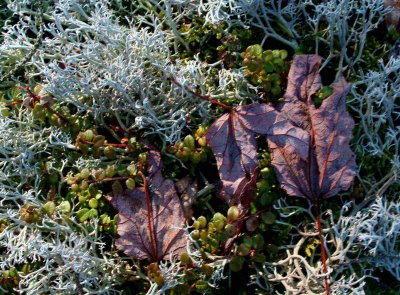 Snowberry Vine Maple Leaves Lichen tb0209cgr.jpg