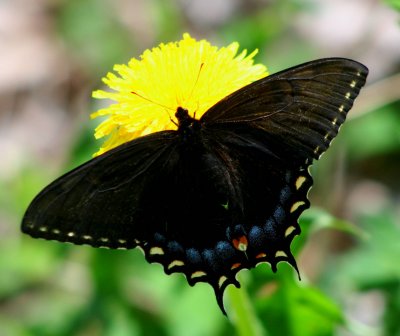 Black Swallowtail Browsing on Dandelion tb0509cr.jpg